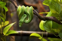 Beautiful tree green snake coiled on a branch.