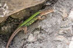 Green Lizard crawling on a stone cliff. The European green lizard Lacerta viridis is a large lizard distributed across European midlatitudes.