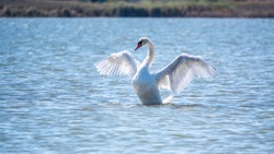 Graceful white Swan swimming in the lake and flaps its wings on the water. White swan is flapping its wings above calm blue water surface background. The mute swan, latin name Cygnus olor.