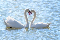 The couple of swans with their necks form a heart. Mating games of a pair of white swans. Swans swimming on the water in nature. Valentine's Day background. The mute swan, latin name Cygnus olor.
