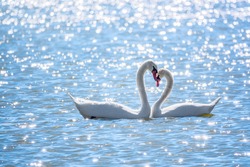 The couple of swans with their necks form a heart. Mating games of a pair of white swans. Swans swimming on the water in nature. Valentine's Day background. The mute swan, latin name Cygnus olor.