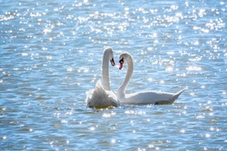 Two Graceful white Swans swimming in the lake, swans in the wild. The mute swan, latin name Cygnus olor.