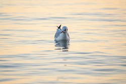 Seagull swims in the sea. The European herring gull, Larus argentatus