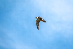 Predatory bird Eurasian Hobby or Falco subbuteo flies in blue sky. The Eurasian hobby , Falco subbuteo, or just simply hobby, is a small, slim falcon