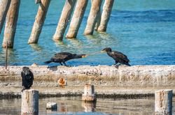 Two cormorants are pulling a stick. Two cormorants are playing on the dock. The great cormorant, Phalacrocorax carbo, known as the great black cormorant, or the black shag.