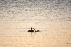 A pair of water birds, Great Crested Grebe, feeding chick on its back. Great crested Grebe, Podiceps cristatus