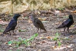 A pair of starlings feed their chick on the lawn. Sturnus vulgaris, on a sprng lawn. Close-up of foraging parent animal collecting food and feeding a juvenile bird.
