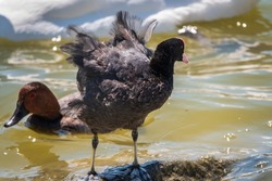 Water bird Eurasian coot, Fulica atra, standing in shallow water. Eurasian croot also known as the common coot, or Australian coot, is a member of the rail and crake bird family, the Rallidae