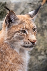 Portrait of The Eurasian lynx close-up. The Eurasian lynx, lat. Lynx lynx, is a medium-sized wild cat occurring from Europe to Central Asia and Siberia.