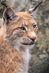 Portrait of The Eurasian lynx close-up. The Eurasian lynx, lat. Lynx lynx, is a medium-sized wild cat occurring from Europe to Central Asia and Siberia.