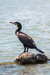 Great cormorant, Phalacrocorax carbo, standing on a stone on the sea shore. The great cormorant, Phalacrocorax carbo, known as the great black cormorant, or the black shag.