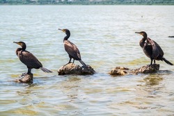 Three Great cormorants, Phalacrocorax carbo, standing on a stone on the sea shore. The great cormorant, Phalacrocorax carbo, known as the great black cormorant, or the black shag.