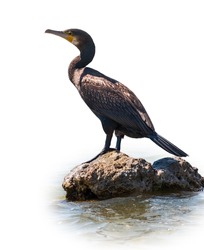 Great cormorant, Phalacrocorax carbo, standing in water on the sea shore, isolated on white background. The great cormorant, Phalacrocorax carbo, known as the great black cormorant, or the black shag.