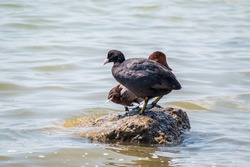 Water bird Eurasian coot, Fulica atra, standing in shallow water. Eurasian croot also known as the common coot, or Australian coot, is a member of the rail and crake bird family, the Rallidae