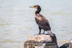 Great cormorant, Phalacrocorax carbo, standing on a stone on the sea shore. The great cormorant, Phalacrocorax carbo, known as the great black cormorant, or the black shag.