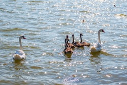A pair of mute swans, Cygnus olor, swimming on a lake with its new born baby cygnets. White swans and its chicks. Mute swan protects its small offspring. Gray, fluffy new born baby cygnets.