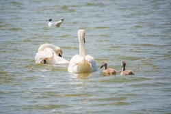 A pair of mute swans, Cygnus olor, swimming on a lake with its new born baby cygnets. White swans and its chicks. Mute swan protects its small offspring. Gray, fluffy new born baby cygnets.