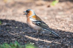 The common finch, Fringilla coelebs, sits on the ground in spring. Beautiful forest bird Common chaffinch in wildlife. The common chaffinch or simply the chaffinch, latin name Fringilla coelebs.