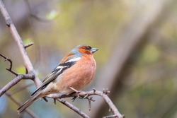 Common chaffinch sits on a tree. Beautiful songbird Common chaffinch in wildlife. The common chaffinch or simply the chaffinch, latin name Fringilla coelebs.