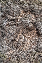 Poplar tree bark with wooden texture nature background. Texture of the bark of old poplar tree. Cracked bark, embossed texture of the poplar