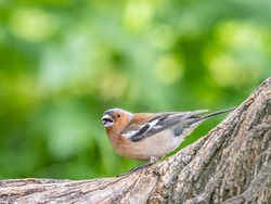 Common chaffinch sits on a tree. Beautiful songbird Common chaffinch in wildlife. The common chaffinch or simply the chaffinch, latin name Fringilla coelebs.