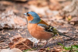 The common chaffinch, Fringilla coelebs, sits on the ground in spring. Beautiful forest bird Common chaffinch in wildlife. The common chaffinch or simply the chaffinch, latin name Fringilla coelebs.