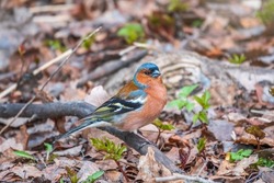 The common chaffinch, Fringilla coelebs, sits on the ground in spring. Beautiful forest bird Common chaffinch in wildlife. The common chaffinch or simply the chaffinch, latin name Fringilla coelebs.