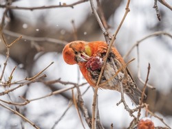 Red Crossbill male sitting on the tree branch and eats wild apple berries. Crossbill bird eats berries. The red crossbill or common crossbill, latin name Loxia curvirostra