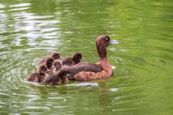 Female Tufted duck swims with her ducklings in green lake water. A beautiful female Tufted Duck, Aythya fuligula, swimming in lake with her cute babies. The duck takes care of its newborn ducklings.