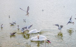 Flock of Seagulls, swims in the lake with wite swans. The European herring gull, Larus argentatus and mute swans, Cygnus olor.