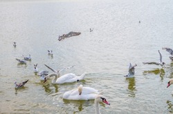 Flock of Seagulls, swims in the lake with wite swans. The European herring gull, Larus argentatus and mute swans, Cygnus olor.