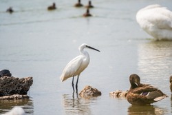 The small white heron or Little egret stands in the lake. Small White Heron, lat. Egretta garzetta, looking at fish in shallow water