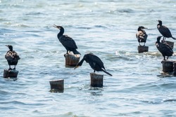 A flock of cormorants sits on a old sea pier in orange sunset light. The great cormorant, Phalacrocorax carbo, known as the great black cormorant, or the black shag.