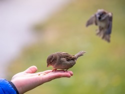 The boy feeds the birds with seeds from his hand. Sparrow eats seeds from the boy's hand The Sparrow sits on boy's hand.