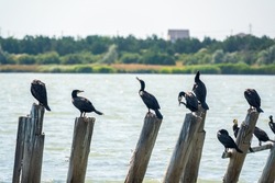 A flock of cormorants sits on a old sea pier in orange sunset light. The great cormorant, Phalacrocorax carbo, known as the great black cormorant, or the black shag.