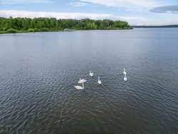 Aerial view of some white swan birds on a lake during a beautiful summer morning. Birds in nature. White swans on the blue lake. Aerial view
