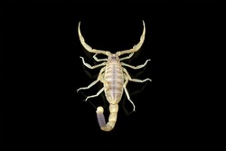 High venomous scorpion isolated on black background (Deathstalker scorpion)