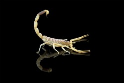 High venomous scorpion isolated on black background (Deathstalker scorpion)