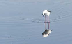 A stilt bird in early morning during sunrise time watching it self in the reflection in the water