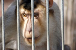 Monkey in captivity in an animal park                   