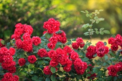 beautiful red roses bush in summer morning garden on bright summer day background