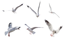 Set of seagulls flying isolated on a white background 
