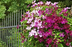 The clematis on the iron fence