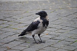 Isolated hooded crow (Corvus cornix) on paving stone background