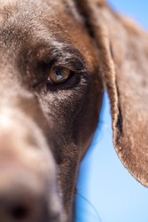 close up of a german shorthaired pointer pedigree purebred looking at the camera