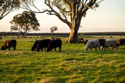 Close up of Stud speckle park Beef bulls, cows and calves grazing on grass in a field, in Australia. breeds of cattle include speckle park, murray grey, angus, brangus and wagyu on long pasture 