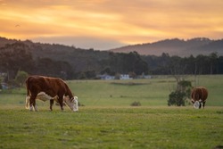 cows and cattle grazing in tasmania Australia