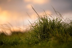 long native grasses on a regenerative agricultural farm. pasture in a grassland in the bush in australia in spring in australia
