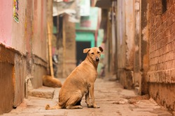 A cute brown dog is posing in front of the camera in one of the many colorful alley of Varanasi, India.
