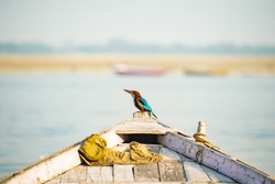 Close-up view of a beautiful tropical Kingfisher bird with brightly colored plumage on a wooden boat in Varanasi, India.